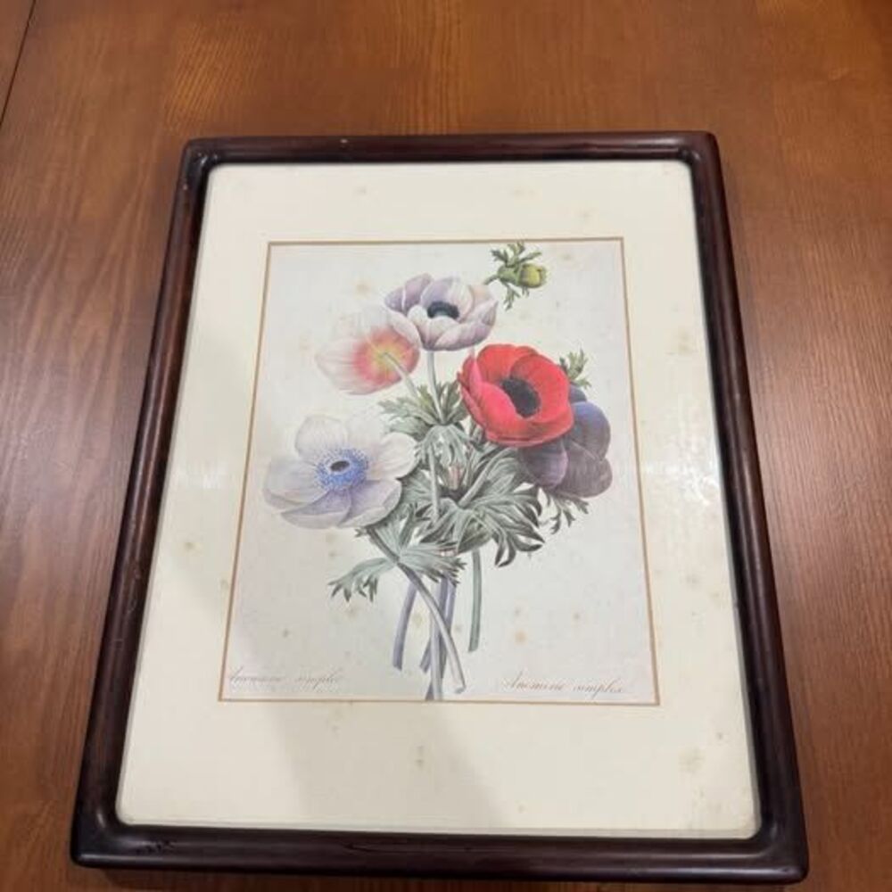 PIERRE-JOSEPH REDOUTE Anemone Simplex Botanical Photo Print in Brown Frame